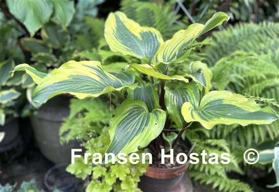 Hosta Monkey Business